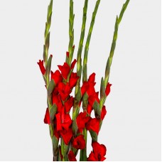 Gladiolus (Imported) - Red (5 Stems) Gladiolus (Imported) - Red (5 Stems)