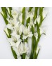 Gladiolus (Imported) - White (5 Stems) Gladiolus (Imported) - White (5 Stems)
