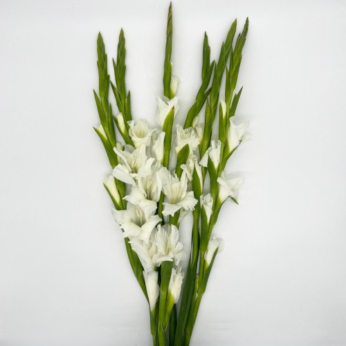 Gladiolus (Imported) - White (5 Stems) Gladiolus (Imported) - White (5 Stems)