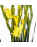 Gladiolus (Imported) - Yellow (5 Stems)
