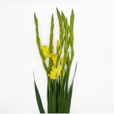 Gladiolus (Imported) - Yellow (5 Stems) Gladiolus (Imported) - Yellow (5 Stems)