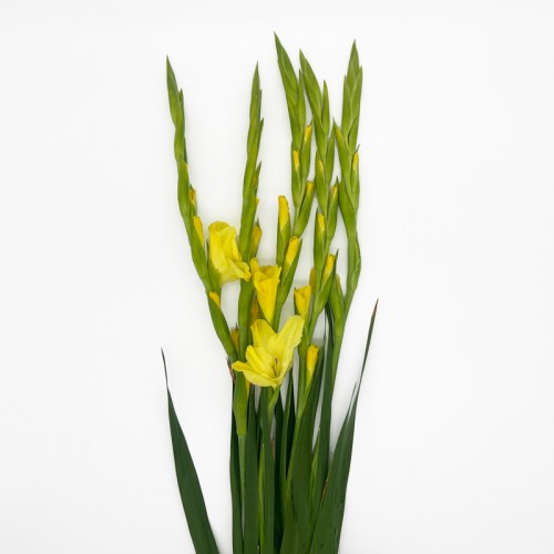 Gladiolus (Imported) - Yellow (5 Stems)