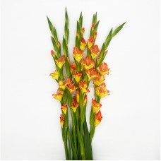 Gladiolus (Imported) - Yingwu (5 Stems) Gladiolus (Imported) - Yingwu (5 Stems)