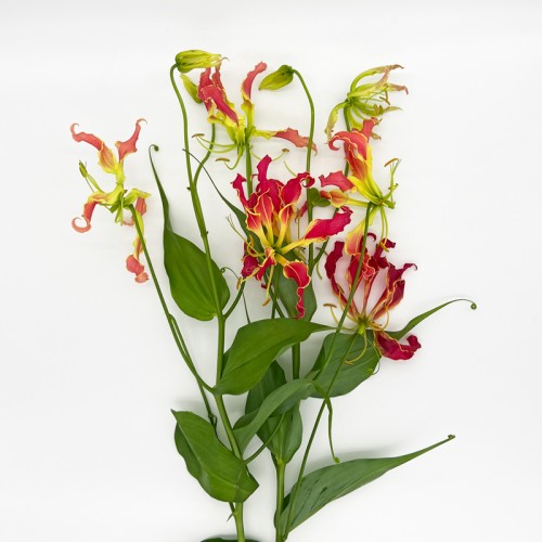 Gloriosa (Imported) - Red (2 Stems)