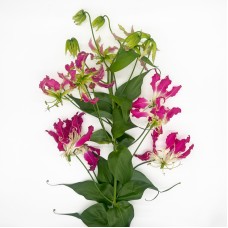 Gloriosa (Imported) - Purple (2 Stems)
