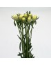 Gomphrena Thousand Day (Imported) - Cream (Per Bundle) Gomphrena Thousand Day (Imported) - Cream (Per Bundle)