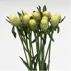 Gomphrena Thousand Day (Imported) - Cream (Per Bundle)