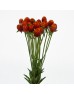Gomphrena (Imported) - Orange (Per Bundle) Gomphrena (Imported) - Orange (Per Bundle)