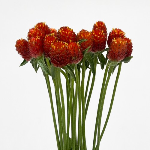 Gomphrena (Imported) - Orange (Per Bundle) Gomphrena (Imported) - Orange (Per Bundle)