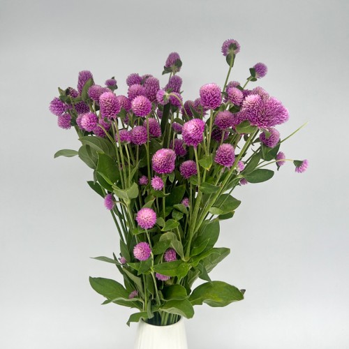 Gomphrena (Imported) - Pink (Per Bundle) Gomphrena (Imported) - Pink (Per Bundle)