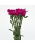 Gomphrena (Imported) - Purple (Per Bundle) Gomphrena (Imported) - Purple (Per Bundle)