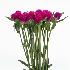 Gomphrena (Imported) - Purple (Per Bundle) Gomphrena (Imported) - Purple (Per Bundle)