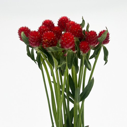 Gomphrena (Imported) - Strawberry (Per Bundle)