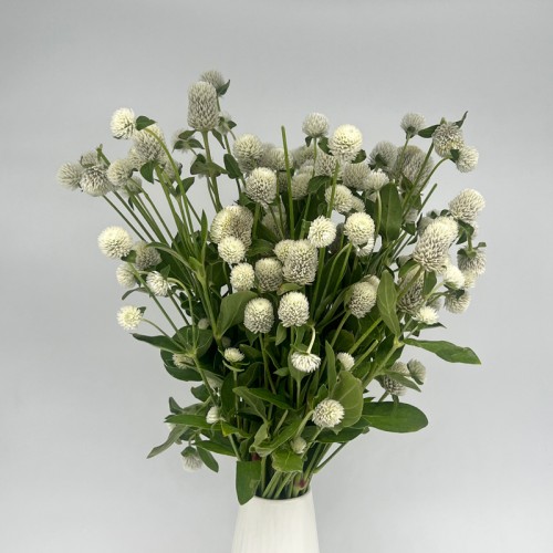 Gomphrena (Imported) - White (Per Bundle) Gomphrena (Imported) - White (Per Bundle)
