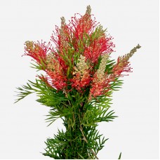 Grevillea Pagoda (Imported) - (10 Stems)