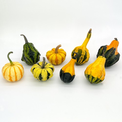 Halloween Pumpkin (Imported) - (Per Piece)