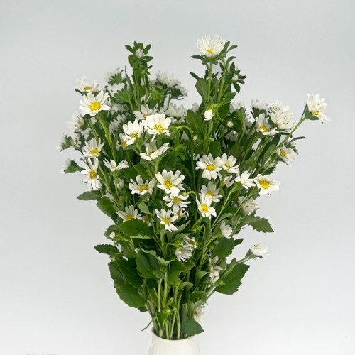 Hana (Imported) - White (Per Bundle)