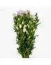 Harebell (Imported) - Pink (Per Bundle) Harebell (Imported) - Pink (Per Bundle)