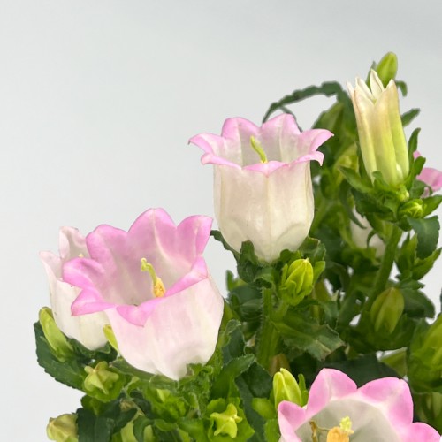 Harebell (Imported) - Pink (Per Bundle) Harebell (Imported) - Pink (Per Bundle)