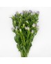 Harebell (Imported) - Light Purple (Per Bundle)