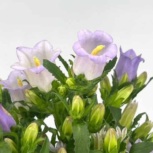 Harebell (Imported) - Light Purple (Per Bundle)