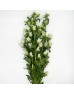 Harebell (Imported) - White (Per Bundle)
