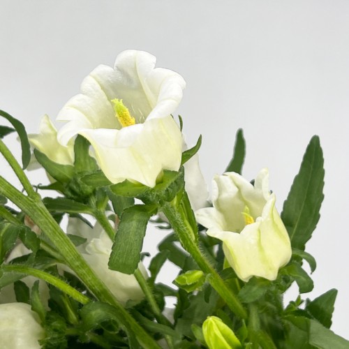 Harebell (Imported) - White (Per Bundle)