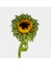 Helianthus Sunfill Green (Imported) - (5 Stems)