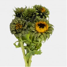 Helianthus Sunfill Green (Imported) - (5 Stems) Helianthus Sunfill Green (Imported) - (5 Stems)