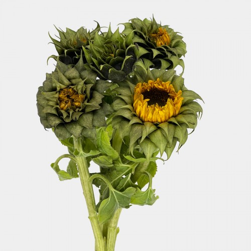 Helianthus Sunfill Green (Imported) - (5 Stems)
