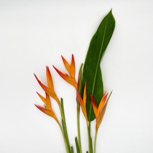 Heliconia (Iocal) - Orange (5 Stems)