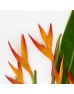 Heliconia (Iocal) - Orange (5 Stems)