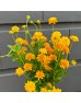 Heliopsis Asahi (Imported) - Yellow (5 Stems)