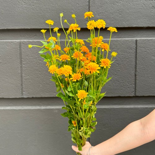 Heliopsis Asahi (Imported) - Yellow (5 Stems)