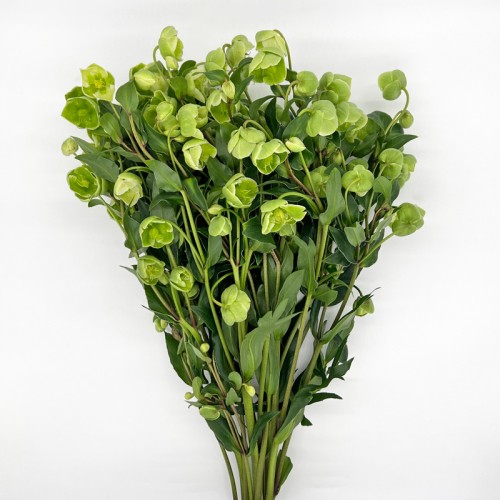 Hellebore (Imported) - Green (5 Stems) Hellebore (Imported) - Green (5 Stems)