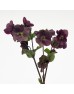 Helleborus Mammoth (Imported) - Red (5 Stems)