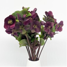 Helleborus Mammoth (Imported) - Red (5 Stems)