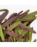 Hyacinth Bean (Imported) - (Per Bundle)