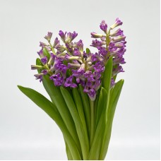 Hyacinthus (Imported) - (5 Stems)