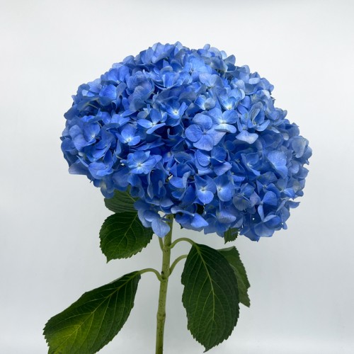 Hydrangea (Imported) - Dark Blue (1 Stem)