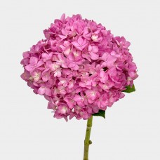 Hydrangea (Imported) - Dark Pink (1 Stem) Hydrangea (Imported) - Dark Pink (1 Stem)