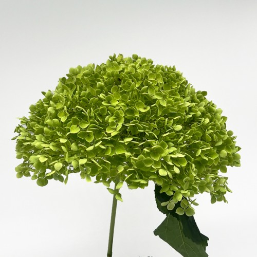 Hydrangea (Imported) - Green Anna (1 Stem)