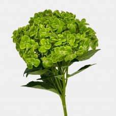 Hydrangea (Imported) - Green (1 Stem) Hydrangea (Imported) - Green (1 Stem)