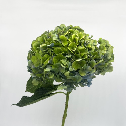 Hydrangea (Imported) - Green (1 Stem)