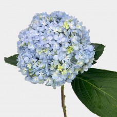 Hydrangea (Imported) - Light Blue (1 Stem) Hydrangea (Imported) - Light Blue (1 Stem)
