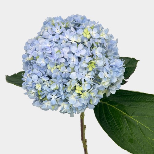 Hydrangea (Imported) - Light Blue (1 Stem)