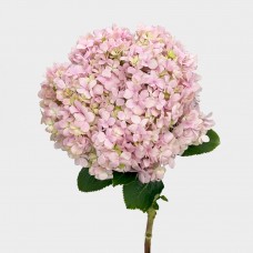 Hydrangea (Imported) - Light Pink (1 Stem) Hydrangea (Imported) - Light Pink (1 Stem)