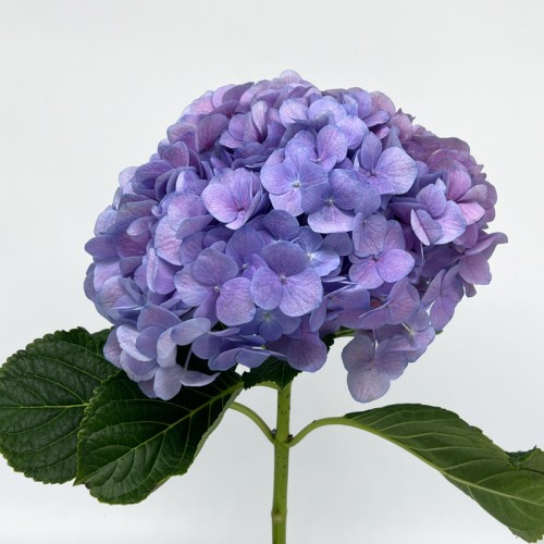 Hydrangea (Imported) - Light Purple (1 Stem) Hydrangea (Imported) - Light Purple (1 Stem)