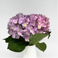 Hydrangea (Imported) - Lilac (1 Stem)