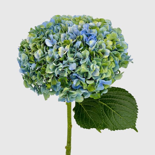 Hydrangea (Imported) - Minium Blue (1 Stem)